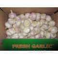 5.0cm Normal White Garlic